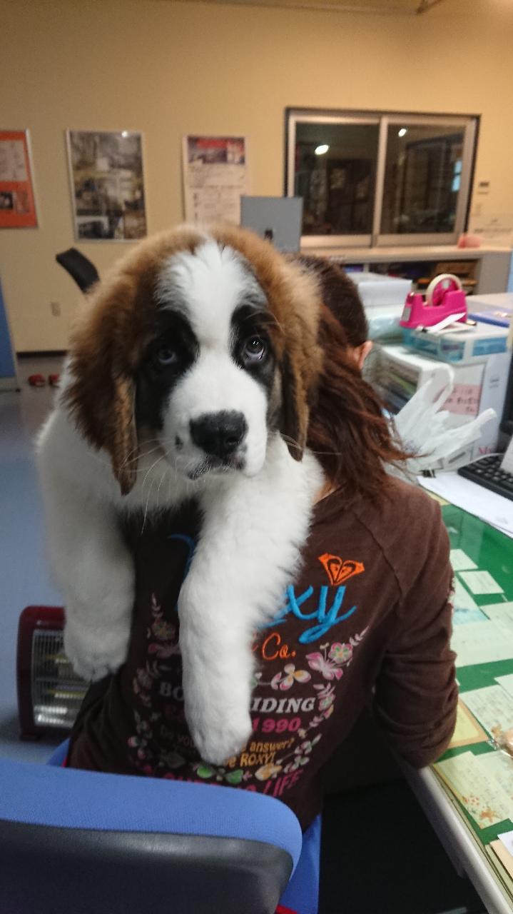 我社の社員です。バーニーズの[はな]とセントバーナードの[大福]です。